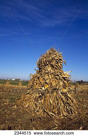 Agriculture - Corn shock in the field in Amish country / LaGrange County, Indiana, USA. View Large Photo Image Stock Photography - Agriculture - Corn shock in the field in Amish country / LaGrange County, Indiana, USA.. Fotosearch