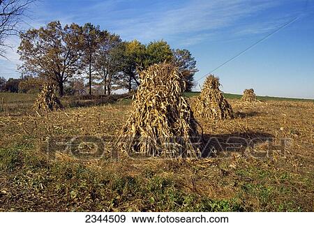 Stock Photo - Agriculture - Corn shocks in Autumn field / LaGrange County, Indiana, USA.. Fotosearch