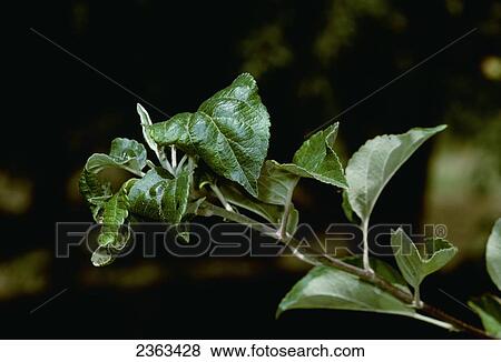 Stock Photo - Agriculture - Crop damage, apple foliage injury caused by Rosy apple aphid (Dysaphis plantaginea) feeding on lower leaf surface.. Fotosearch