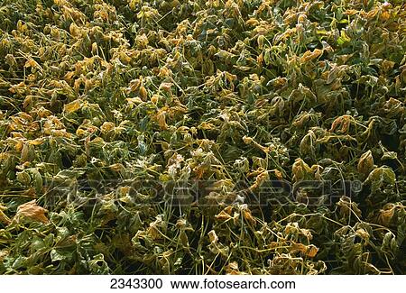 Stock Image - Agriculture - Crop Damage, soybean crop damaged by frost / Wyandot County, Ohio, USA.. Fotosearch