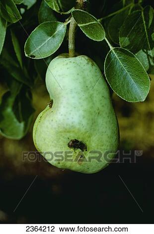 Agriculture - Crop damage to a Bartlett pear caused by a Codling moth (Cydia pomonella) larva. View Large Photo Image Stock Image - Agriculture - Crop damage to a Bartlett pear caused by a Codling moth (Cydia pomonella) larva.. Fotosearch
