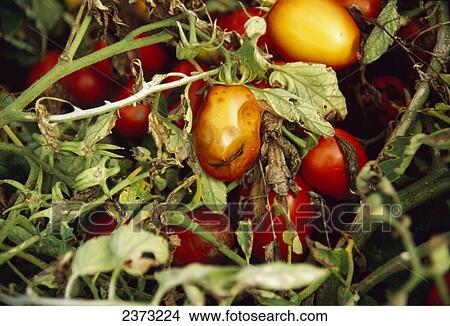 Picture - Agriculture - Crop Disease; Anthracnose on tomato plant.. Fotosearch