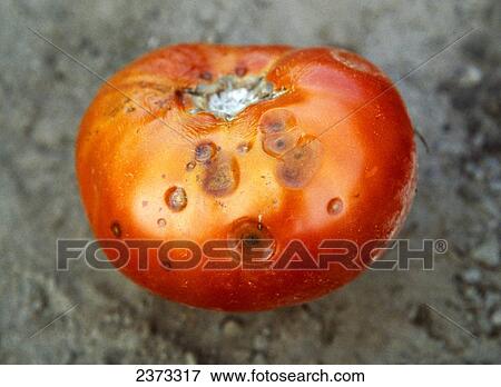 Stock Photo - Agriculture - Crop Disease; Anthracnose on a mature tomato fruit.. Fotosearch