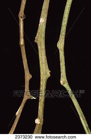 Agriculture - Crop Disease; Early blight stem infection on tomato plant stems. View Large Photo Image Stock Image - Agriculture - Crop Disease; Early blight stem infection on tomato plant stems.. Fotosearch