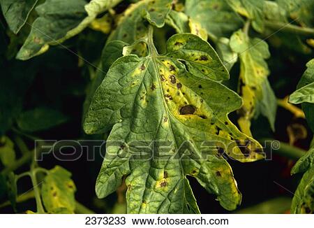 Stock Image - Agriculture - Crop Disease; Early blight foliar lesions on tomato plant foliage.. Fotosearch