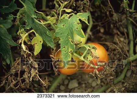 Agriculture - Crop Disease; Early blight foliar lesions on tomato plant lower canopy with fruit. View Large Photo Image Stock Image - Agriculture - Crop Disease; Early blight foliar lesions on tomato plant lower canopy with fruit.. Fotosearch