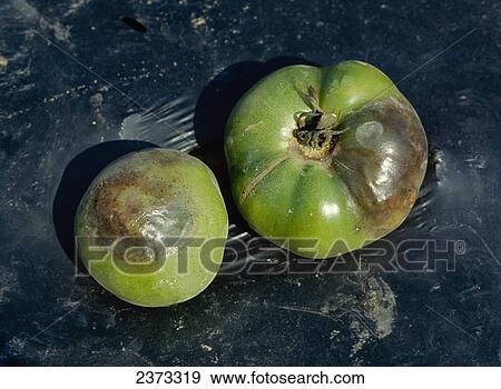 Stock Photo - Agriculture - Crop Disease; Late blight on green tomato fruit.. Fotosearch