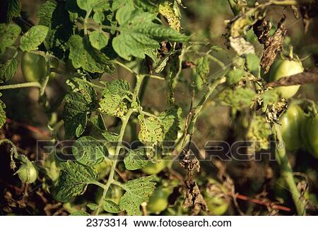 Picture - Agriculture - Crop Disease; Septoria leaf spot on tomato plant foliage.. Fotosearch