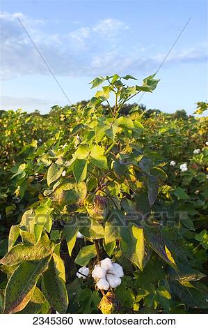 Stock Image - Agriculture - Crop of mature cotton at the defoliation stage in late Summer, with bolls partially open / Mississippi, USA.. Fotosearch
