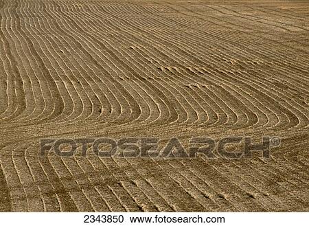 Agriculture - Curving rows of soybean stubble in a harvested field / near Flagg, Illinois, USA. View Large Photo Image Stock Image - Agriculture - Curving rows of soybean stubble in a harvested field / near Flagg, Illinois, USA.. Fotosearch