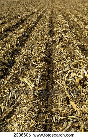 Stock Photography - Agriculture - Detail of a field in Spring just planted in soybeans no-till into the previous year. Fotosearch