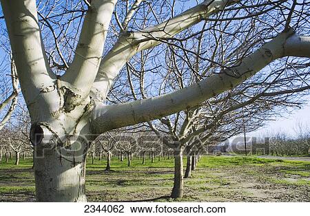 Stock Image - Agriculture - Dormant walnut orchard in early winter / near Corning, Tehama County, Northern California, USA.. Fotosearch