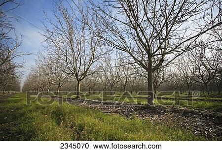Stock Image - Agriculture - Dormant walnut orchard in early Spring with grassy middles / near Visalia, California, USA.. Fotosearch