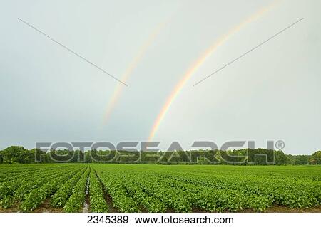 Stock Photo - Agriculture - Double rainbow above a mid growth cotton field in mid Summer / near Coffeeville, Mississippi, USA.. Fotosearch