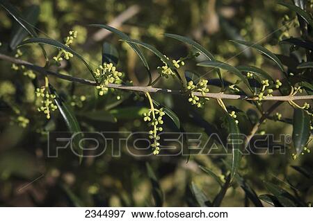 Agriculture - Early fruit set of olives, in early Spring / near Reedley, California, USA. View Large Photo Image Stock Photo - Agriculture - Early fruit set of olives, in early Spring / near Reedley, California, USA.. Fotosearch