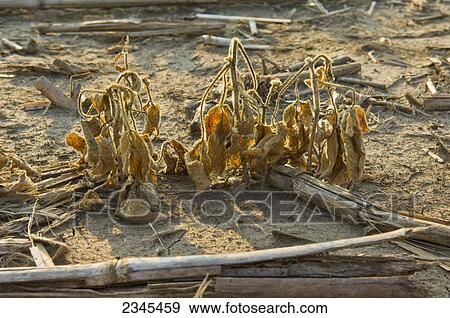 Agriculture - Early growth glyphosate non-resistant soybean plants killed by an accidental application of herbicide / Iowa, USA. View Large Photo Image Stock Photo - Agriculture - Early growth glyphosate non-resistant soybean plants killed by an accidental application of herbicide / Iowa, USA.. Fotosearch