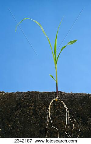 Stock Photo - Agriculture - Early growth grain corn plant at the three-leaf stage showing the root structure / Iowa, USA.. Fotosearch