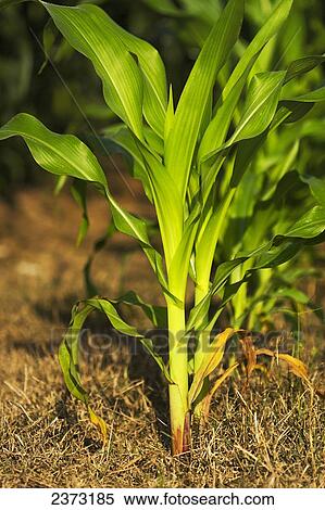 Stock Photography - Agriculture - Early growth grain corn plants in early morning light / Mississippi, USA.. Fotosearch