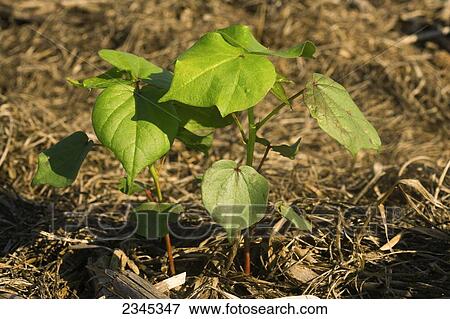 Stock Photo - Agriculture - Early growth no-till cotton plants at the ten leaf stage / Mississippi, USA.. Fotosearch