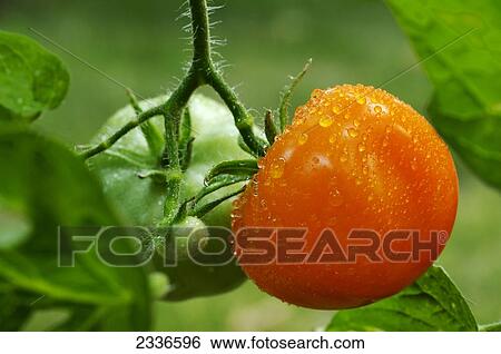Stock Photograph - Agriculture - Early maturing fresh market tomatoes on the vine, with water droplets. This variety ripens while orange / Iowa, USA.. Fotosearch