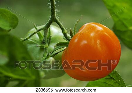 Stock Photography - Agriculture - Early maturing fresh market tomatoes on the vine. This variety ripens while orange / Iowa, USA.. Fotosearch