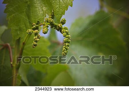 Agriculture - Early spring foliage growth and closeup of an immature berry cluster of a Red Flame seedless table grape / near Dinuba, California, USA. View Large Photo Image Stock Image - Agriculture - Early spring foliage growth and closeup of an immature berry cluster of a Red Flame seedless table grape / near Dinuba, California, USA.. Fotosearch