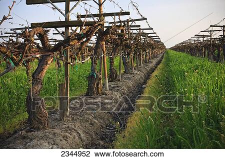 Agriculture - Early Spring foliage growth at the late bud break stage in a Thompson Seedless grape vineyard with a rye grass cover crop in the middles / near Reedley, California, USA. View Large Photo Image Stock Image - Agriculture - Early Spring foliage growth at the late bud break stage in a Thompson Seedless grape vineyard with a rye grass cover crop in the middles / near Reedley, California, USA.. Fotosearch