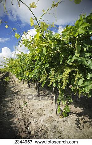 Stock Photo - Agriculture - Early spring foliage growth and flowering berry clusters of Red Flame seedless table grapevines / near Dinuba, California, USA.. Fotosearch