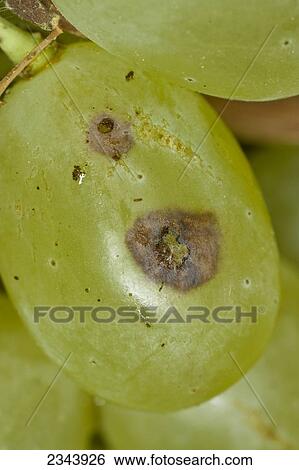 Agriculture - Feeding damage of the Raisin Moth larva (Cadra figulilella) to a fresh Thompson Seedless grape / California, USA. View Large Photo Image Stock Photograph - Agriculture - Feeding damage of the Raisin Moth larva (Cadra figulilella) to a fresh Thompson Seedless grape / California, USA.. Fotosearch