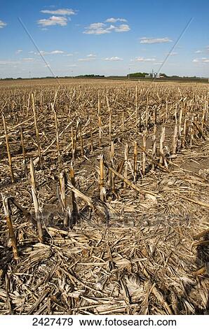 Stock Photo - Agriculture - Field of corn stubble in the Spring after the winter snow has melted / near Blue Earth, Minnesota, USA.. Fotosearch
