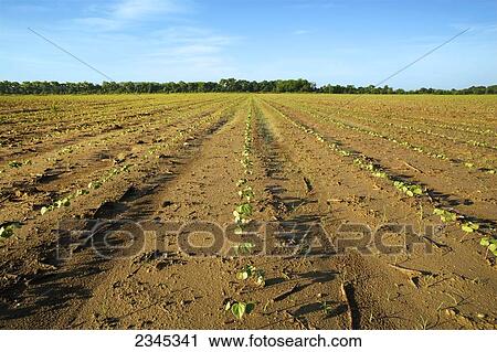 Agriculture - Field of early growth, four leaf stage cotton seedlings / near Yazoo City, Mississippi, USA. View Large Photo Image Stock Image - Agriculture - Field of early growth, four leaf stage cotton seedlings / near Yazoo City, Mississippi, USA.. Fotosearch