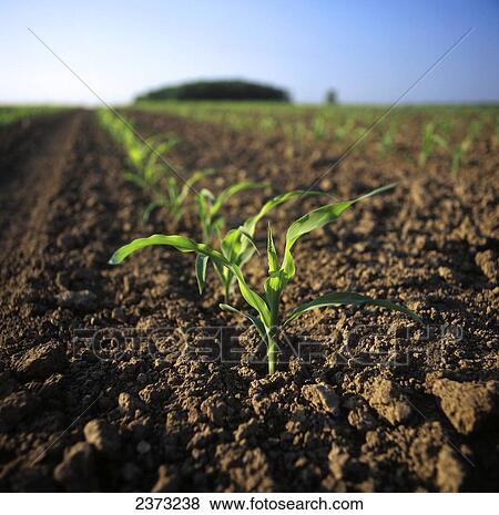 Agriculture - Field of early growth grain corn plants at the four to six leaf stage / Ontario, Canada. View Large Photo Image Stock Photo - Agriculture - Field of early growth grain corn plants at the four to six leaf stage / Ontario, Canada.. Fotosearch