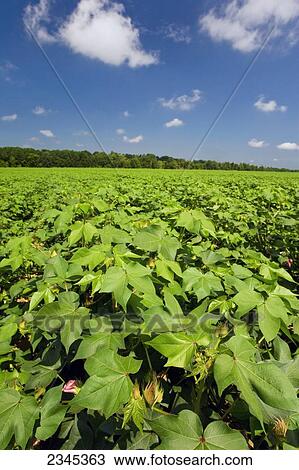 Agriculture - Field of mid growth bloom stage cotton plants with a treeline in the background / Mississippi, USA. View Large Photo Image Stock Image - Agriculture - Field of mid growth bloom stage cotton plants with a treeline in the background / Mississippi, USA.. Fotosearch