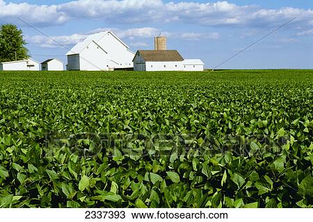 Agriculture Field Of Mid Growth Soybean Plants With White Barns