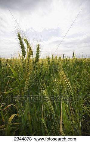 Stock Photo - Agriculture - Field of ripening barley just beginning the drying stage on an overcast afternoon / near Dinuba, California, USA.. Fotosearch