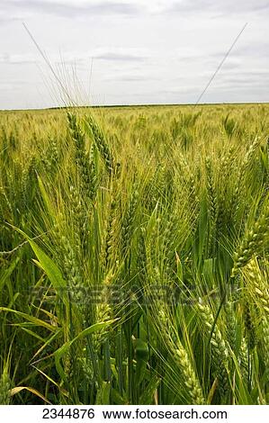 Agriculture - Field of ripening barley just beginning the drying stage on an overcast afternoon / near Dinuba, California, USA. View Large Photo Image Stock Photograph - Agriculture - Field of ripening barley just beginning the drying stage on an overcast afternoon / near Dinuba, California, USA.. Fotosearch