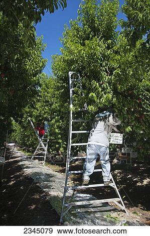 Agriculture - Field workers harvest ripe peaches in an orchard using ladders to reach the fruit and totes to protect it after picking / near Dinuba, California, USA. View Large Photo Image Stock Photo - Agriculture - Field workers harvest ripe peaches in an orchard using ladders to reach the fruit and totes to protect it after picking / near Dinuba, California, USA.. Fotosearch