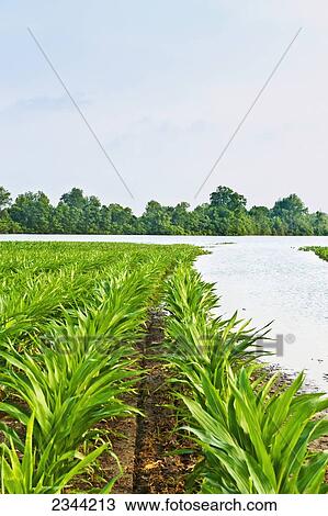 Stock Image - Agriculture - Flooded corn field along the Yazoo River during the Mississippi River flood of May, 2011 / near Redwood, Mississippi, USA.. Fotosearch