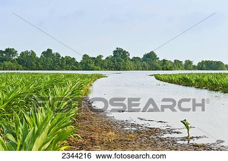 Stock Photograph - Agriculture - Flooded corn field along the Yazoo River during the Mississippi River flood of May, 2011 / near Redwood, Mississippi, USA.. Fotosearch