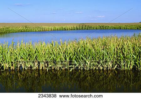 Agriculture - Flooded cornfield caused by Hurricane Ike / near Elva, Illinois, USA. View Large Photo Image Stock Photo - Agriculture - Flooded cornfield caused by Hurricane Ike / near Elva, Illinois, USA.. Fotosearch