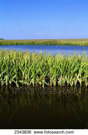 Agriculture - Flooded cornfield caused by Hurricane Ike / near Elva, Illinois, USA. View Large Photo Image Stock Photograph - Agriculture - Flooded cornfield caused by Hurricane Ike / near Elva, Illinois, USA.. Fotosearch