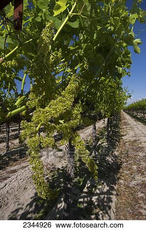 Stock Photograph - Agriculture - Flowering berry clusters of Red Flame seedless table grapes in Spring / near Dinuba, California, USA.. Fotosearch