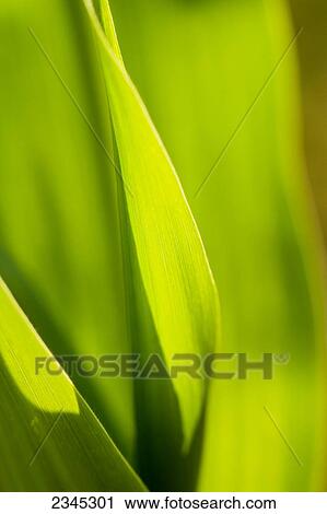 Agriculture - Foliage of a pre tassel grain corn plant in mid Spring / Mississippi, USA. View Large Photo Image Stock Image - Agriculture - Foliage of a pre tassel grain corn plant in mid Spring / Mississippi, USA.. Fotosearch