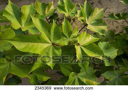 Stock Photo - Agriculture - Foliage of mid growth, pre bloom stage cotton plants / Mississippi, USA.. Fotosearch