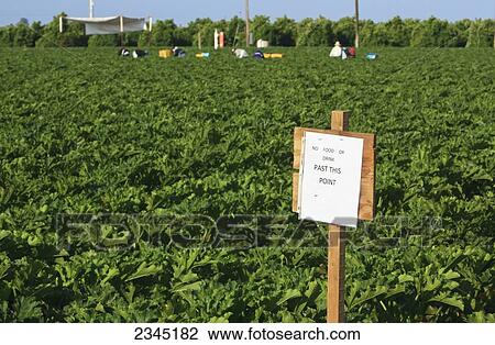 Agriculture - Food safety sign in front of a zucchini field reading No food or drink past this point, with field workers in the background harvesting mature zucchini / near Orosi, California, USA. View Large Photo Image Stock Image - Agriculture - Food safety sign in front of a zucchini field reading No food or drink past this point, with field workers in the background harvesting mature zucchini / near Orosi, California, USA.. Fotosearch