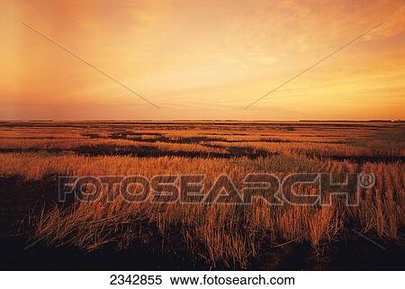 Stock Photography - Agriculture - Fresh burn scars in wheat stubble. Wheat stubble is burned after harvest to eliminate fungus growth on the stubble which causes damage to the following years crop / near Casselton, North Dakota, USA.. Fotosearch
