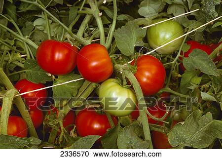 Agriculture - Fresh market tomatoes ripening on the vine / San Joaquin Valley, California, USA. View Large Photo Image Stock Image - Agriculture - Fresh market tomatoes ripening on the vine / San Joaquin Valley, California, USA.. Fotosearch