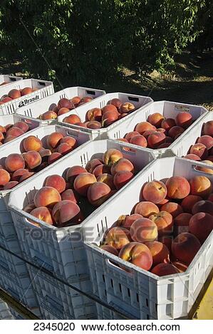 Agriculture - Freshly harvested peaches in totes on a trailer in the orchard, ready to be transported to the cooling facility / near Dinuba, California, USA. View Large Photo Image Stock Image - Agriculture - Freshly harvested peaches in totes on a trailer in the orchard, ready to be transported to the cooling facility / near Dinuba, California, USA.. Fotosearch