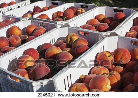 Stock Image - Agriculture - Freshly harvested peaches in totes on a trailer in the orchard, ready to be transported to the cooling facility / near Dinuba, California, USA.. Fotosearch