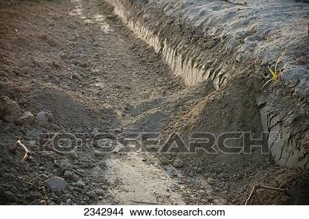 Picture - Agriculture - Gopher mounds in a vineyard furrow. Gophers can damage the root structure of the vines if their population is not controlled / near Dinuba, California, USA.. Fotosearch